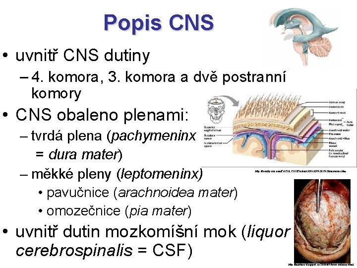 Popis CNS • uvnitř CNS dutiny – 4. komora, 3. komora a dvě postranní