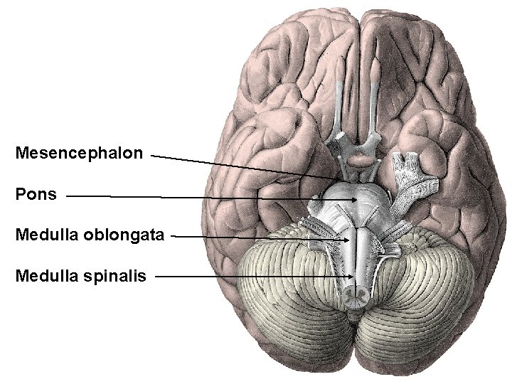 Mesencephalon Pons Medulla oblongata Medulla spinalis 
