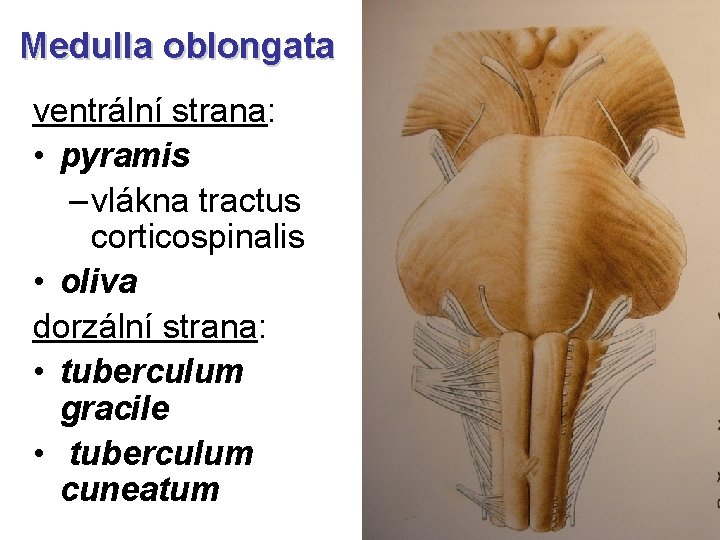 Medulla oblongata ventrální strana: • pyramis – vlákna tractus corticospinalis • oliva dorzální strana: