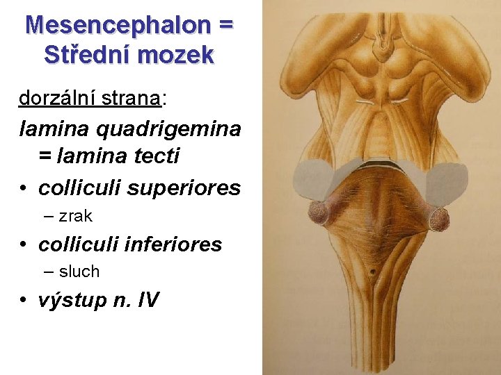 Mesencephalon = Střední mozek dorzální strana: lamina quadrigemina = lamina tecti • colliculi superiores
