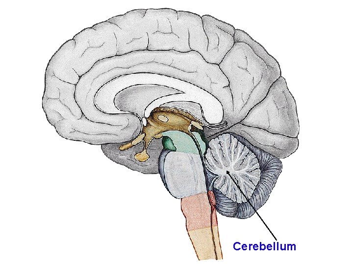 Cerebellum 