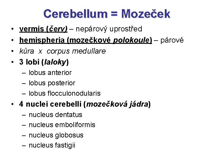 Cerebellum = Mozeček • • vermis (červ) – nepárový uprostřed hemispheria (mozečkové polokoule) –