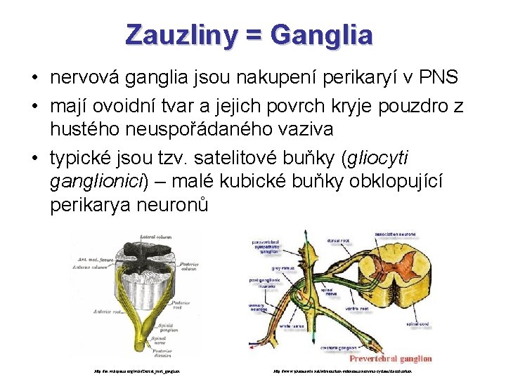 Zauzliny = Ganglia • nervová ganglia jsou nakupení perikaryí v PNS • mají ovoidní