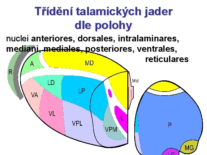 Třídění talamických jader dle polohy nuclei anteriores, dorsales, intralaminares, mediani, mediales, posteriores, ventrales, reticulares