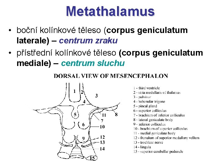 Metathalamus • boční kolínkové těleso (corpus geniculatum laterale) – centrum zraku • přístřední kolínkové
