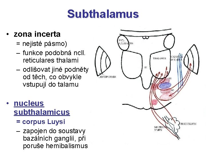 Subthalamus • zona incerta = nejisté pásmo) – funkce podobná ncll. reticulares thalami –