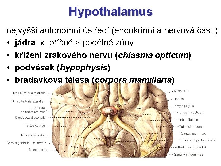 Hypothalamus nejvyšší autonomní ústředí (endokrinní a nervová část ) • jádra x příčné a