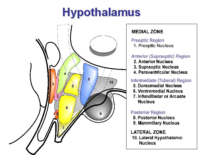 Hypothalamus 