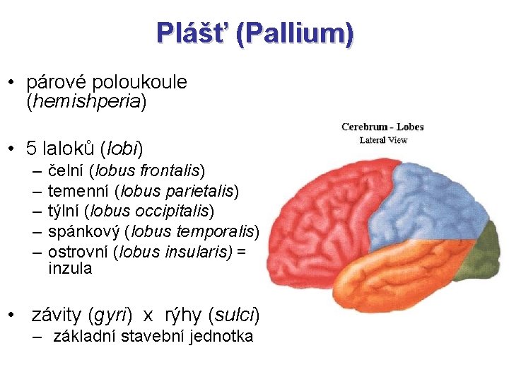 Plášť (Pallium) • párové poloukoule (hemishperia) • 5 laloků (lobi) – – – čelní