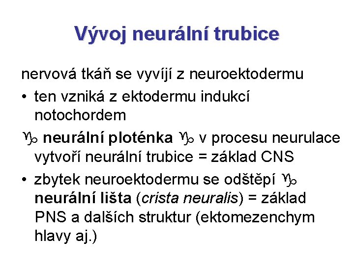 Vývoj neurální trubice nervová tkáň se vyvíjí z neuroektodermu • ten vzniká z ektodermu