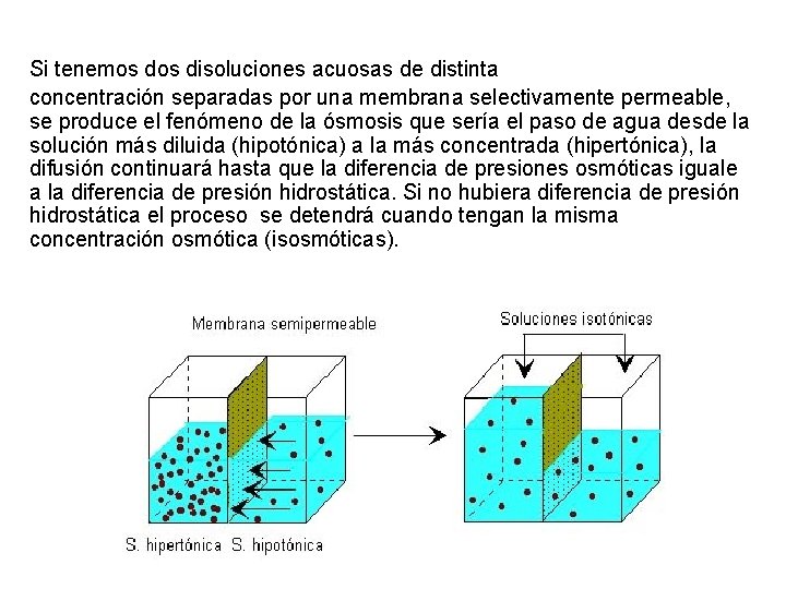 Si tenemos disoluciones acuosas de distinta concentración separadas por una membrana selectivamente permeable, se