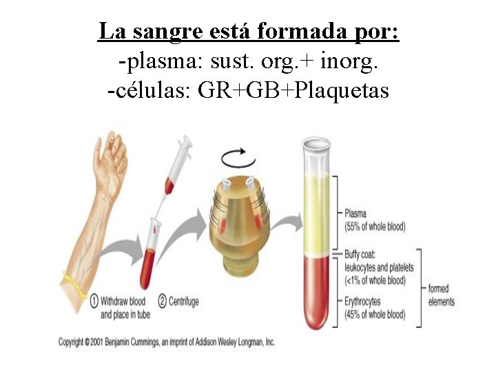 La sangre está formada por: -plasma: sust. org. + inorg. -células: GR+GB+Plaquetas 
