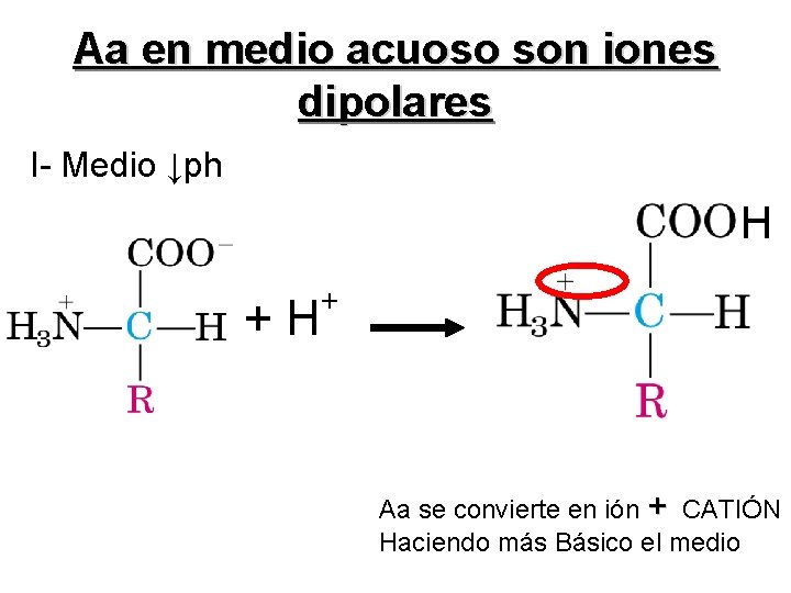 Aa en medio acuoso son iones dipolares I- Medio ↓ph H + Aa se