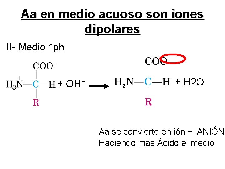 Aa en medio acuoso son iones dipolares II- Medio ↑ph + OH - 2