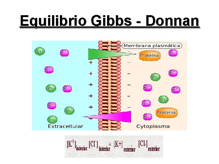 Equilibrio Gibbs - Donnan 
