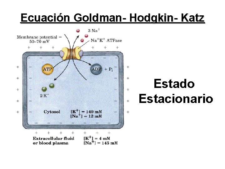 Ecuación Goldman- Hodgkin- Katz Estado Estacionario 