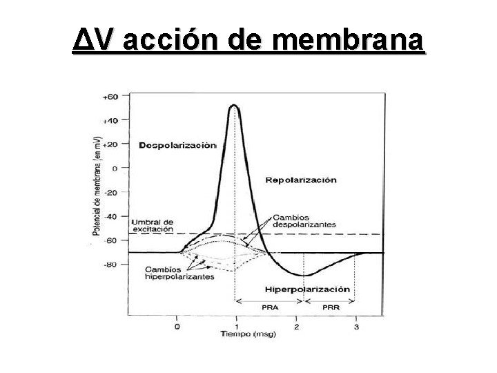 ΔV acción de membrana 