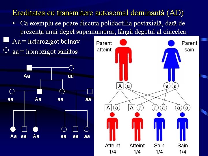 Ereditatea cu transmitere autosomal dominantă (AD) • Ca exemplu se poate discuta polidactilia postaxială,