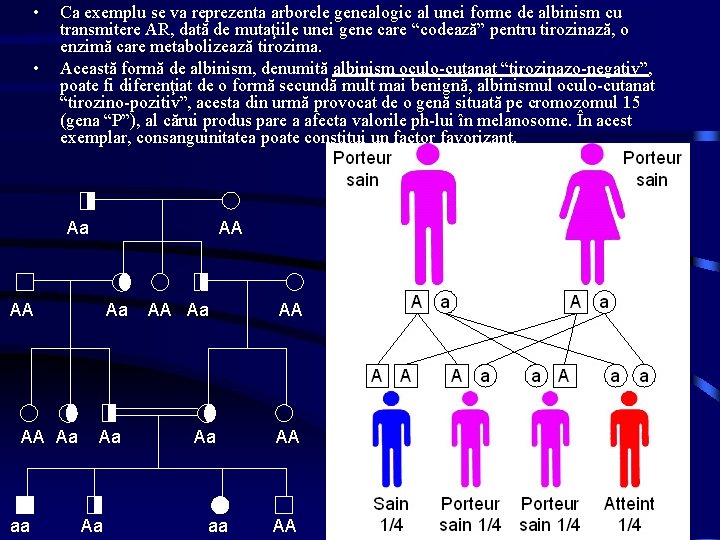  • • Ca exemplu se va reprezenta arborele genealogic al unei forme de