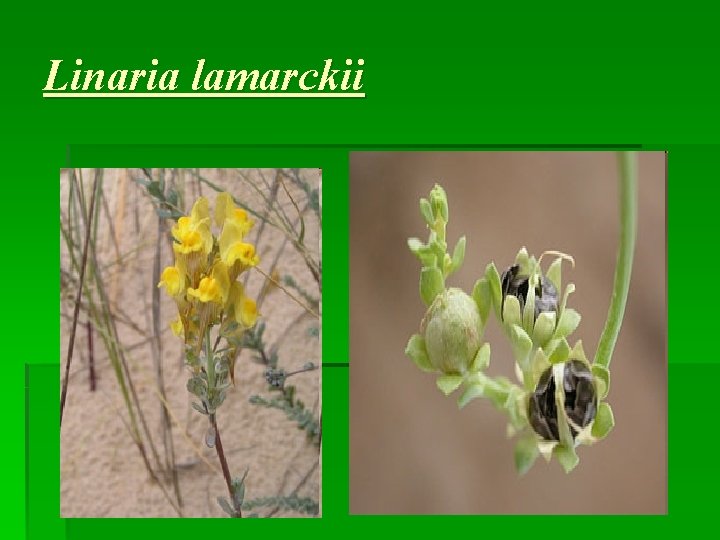 Linaria lamarckii 