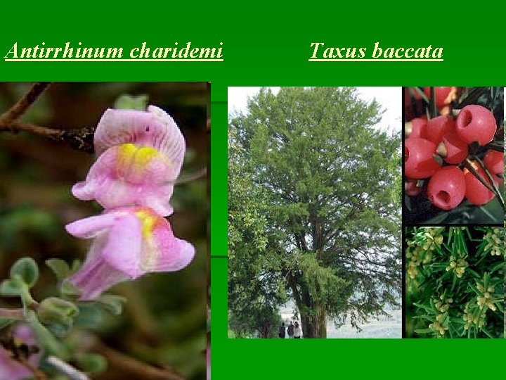 Antirrhinum charidemi Taxus baccata 