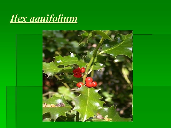 Ilex aquifolium 