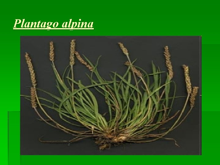 Plantago alpina 