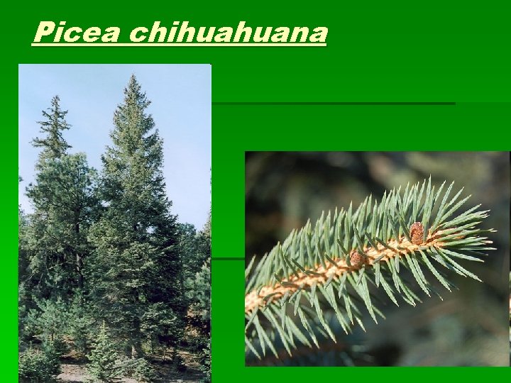 Picea chihuahuana 