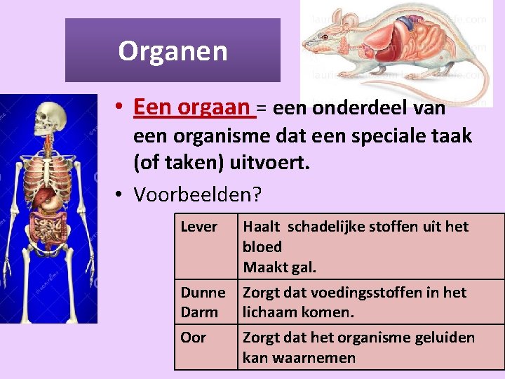 Thema 3 Organen en cellen Basisstof 1 Organen