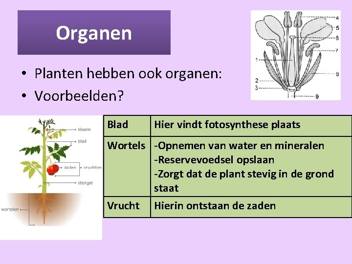 Thema 3 Organen en cellen Basisstof 1 Organen
