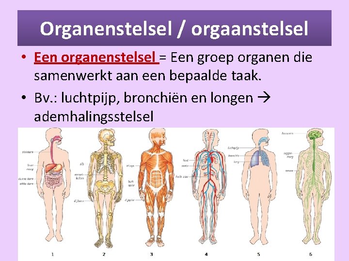 Thema 3 Organen en cellen Basisstof 1 Organen