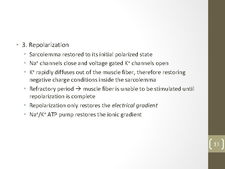  • 3. Repolarization • Sarcolemma restored to its initial polarized state • Na+
