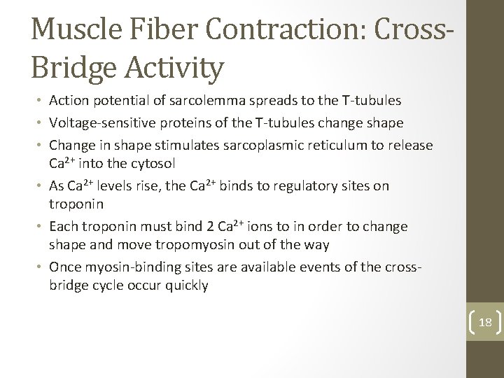 Muscle Fiber Contraction: Cross. Bridge Activity • Action potential of sarcolemma spreads to the