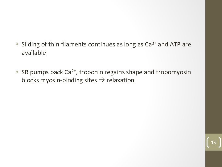  • Sliding of thin filaments continues as long as Ca 2+ and ATP