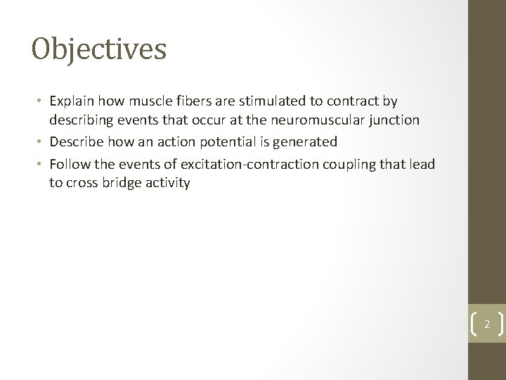 Objectives • Explain how muscle fibers are stimulated to contract by describing events that