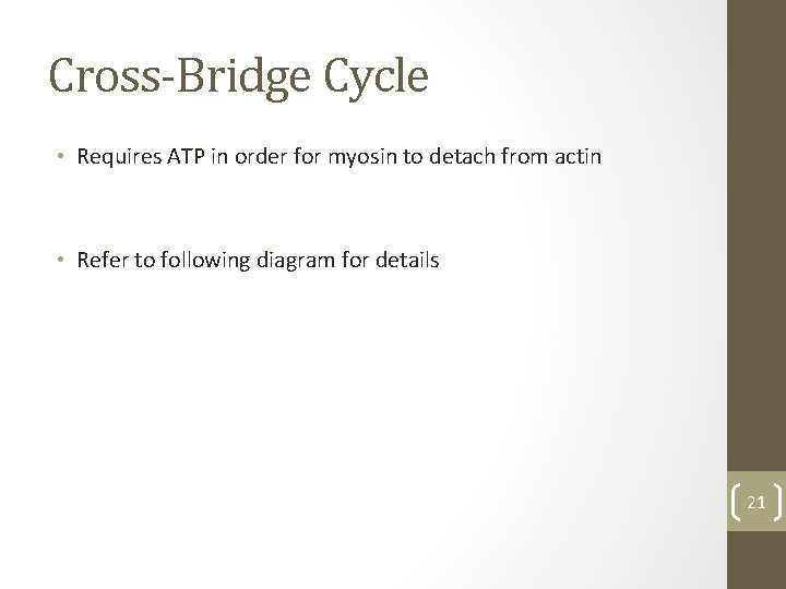 Cross-Bridge Cycle • Requires ATP in order for myosin to detach from actin •