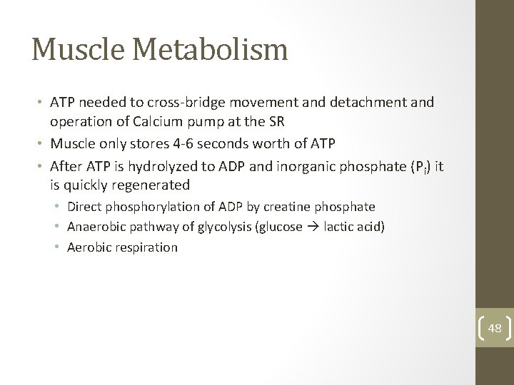 Muscle Metabolism • ATP needed to cross-bridge movement and detachment and operation of Calcium