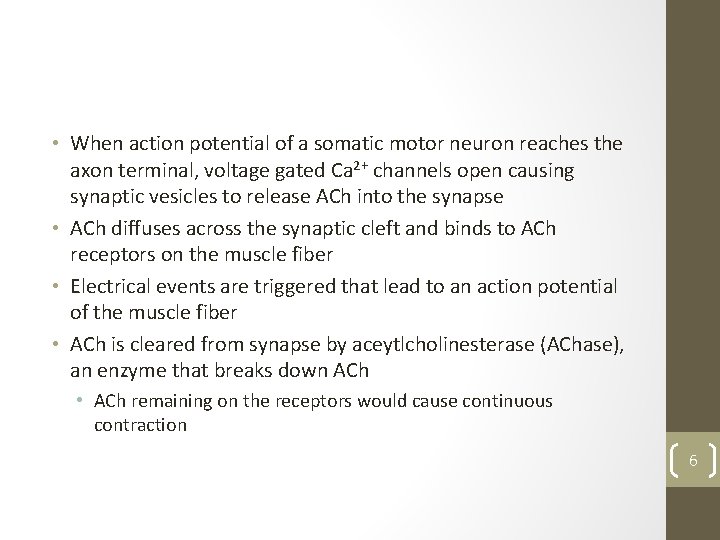  • When action potential of a somatic motor neuron reaches the axon terminal,