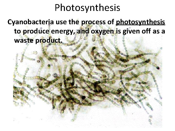 Photosynthesis Cyanobacteria use the process of photosynthesis to produce energy, and oxygen is given