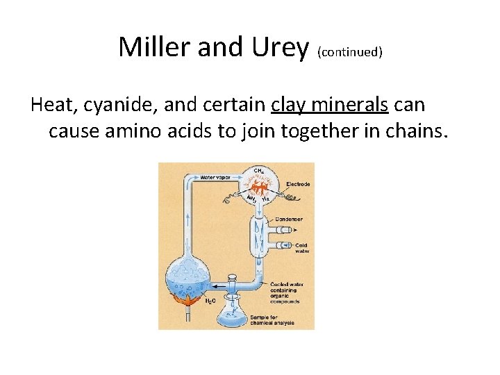 Miller and Urey (continued) Heat, cyanide, and certain clay minerals can cause amino acids