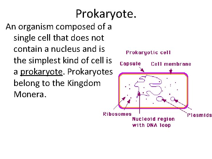 Prokaryote. An organism composed of a single cell that does not contain a nucleus