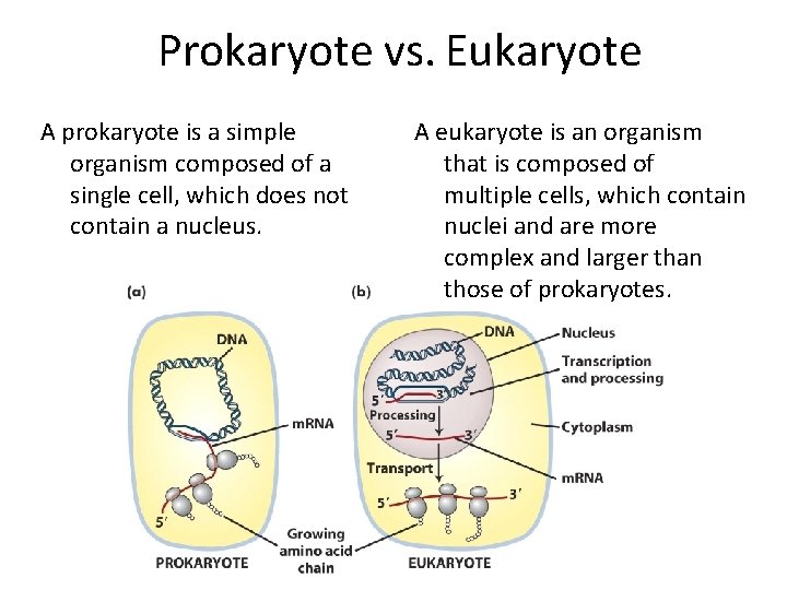 Prokaryote vs. Eukaryote A prokaryote is a simple organism composed of a single cell,