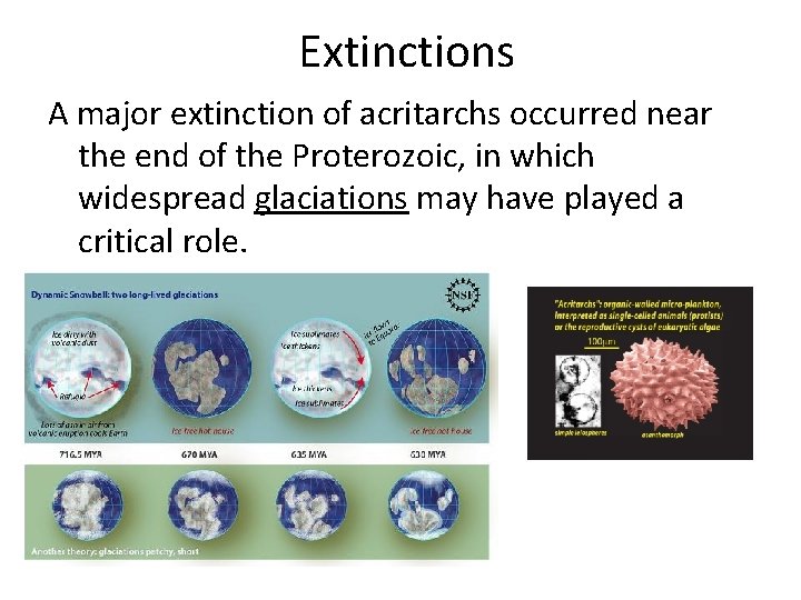 Extinctions A major extinction of acritarchs occurred near the end of the Proterozoic, in