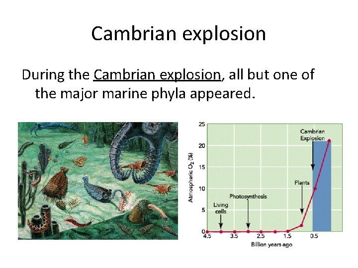 Cambrian explosion During the Cambrian explosion, all but one of the major marine phyla