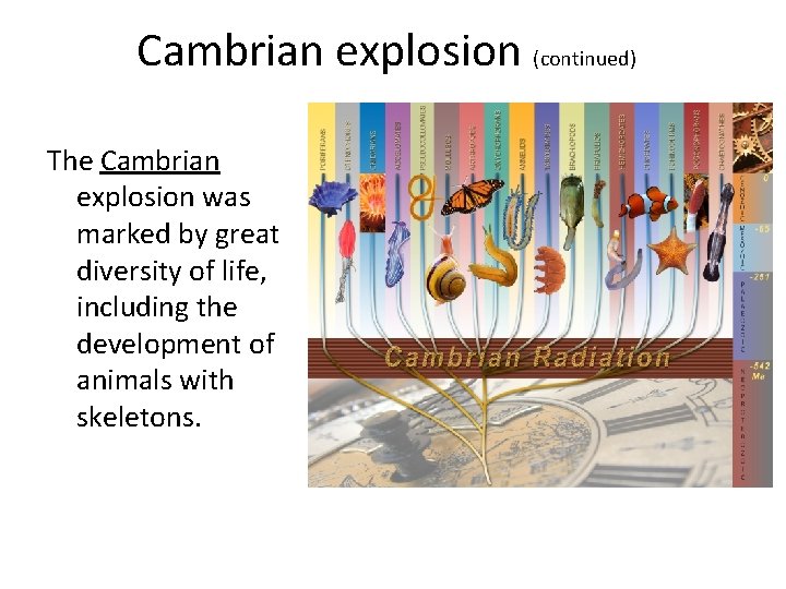 Cambrian explosion (continued) The Cambrian explosion was marked by great diversity of life, including