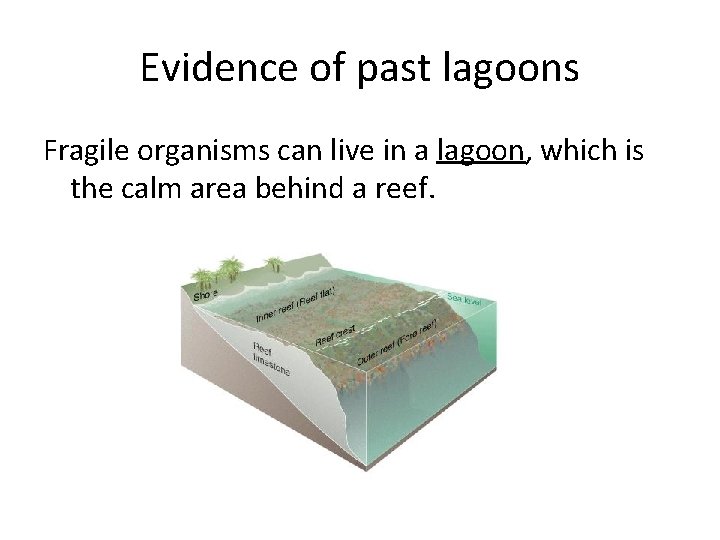 Evidence of past lagoons Fragile organisms can live in a lagoon, which is the