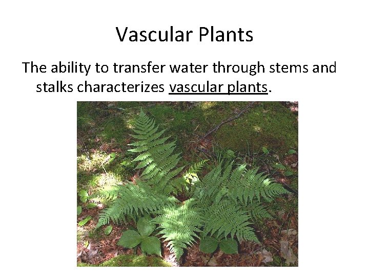 Vascular Plants The ability to transfer water through stems and stalks characterizes vascular plants.
