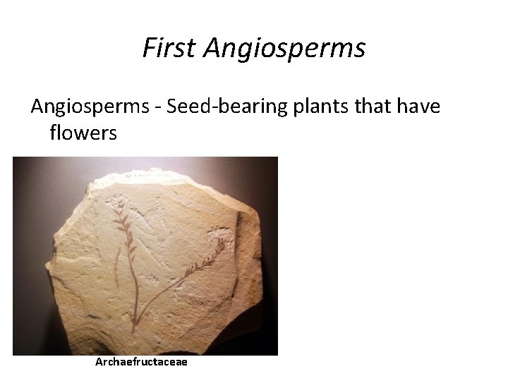 First Angiosperms - Seed-bearing plants that have flowers Archaefructaceae 