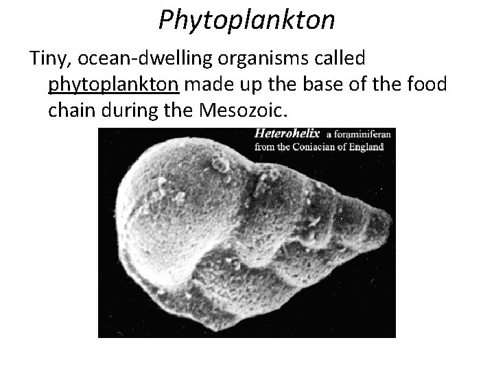 Phytoplankton Tiny, ocean-dwelling organisms called phytoplankton made up the base of the food chain