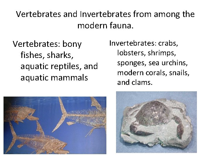 Vertebrates and Invertebrates from among the modern fauna. Invertebrates: crabs, Vertebrates: bony lobsters, shrimps,